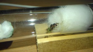 La reine après nourrissage, [Blog] Azteca sp d'Ant51