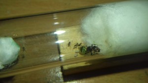 Aperçu du couvain, [Blog] Azteca sp d'Ant51