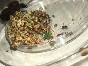 C KWA SA ?, [Blog] Atta sexdens