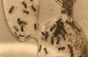 Photo, Une reine avec le mal de vivre ?