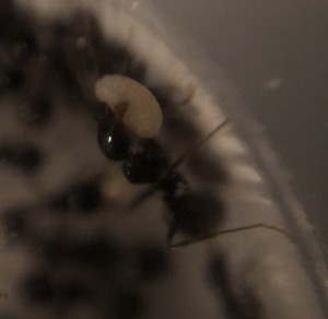 1ère larve et 1ère photo « macro », Suivi de mes 2 colonies de Messor barbarus + 1 Lasius emarginatus