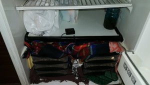 Colonies au frigo., [Blog] Colonie de Formica cunicularia