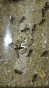 Couvain organisé et ouvrières Lasius emarginatus en physogastrie., [Blog] Colonie de Lasius emarginatus