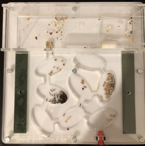 Elles commencent un peu à s’organiser ..., Suivi de mes 2 colonies de Messor barbarus + 1 Lasius emarginatus