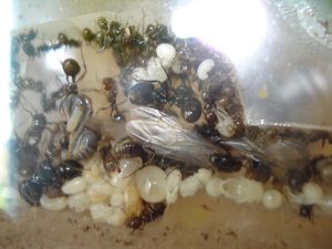 Mes colonies (funkyben), DSC09347.JPG