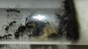 Une photo global du tube, [Blog] Les Camponotus dolendus de One_Xz.