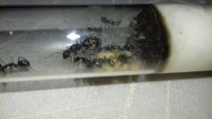 Une autre photo du tube, [Blog] Les Camponotus dolendus de One_Xz.