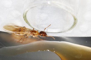 On se dégourdit les papattes, Mes colonies et expérimentations