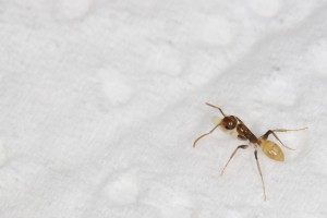 Que de blanc..., Mes colonies et expérimentations