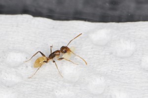 Par où est la maison déjà ?, Mes colonies et expérimentations