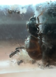 Vue de profil, [Lasius sp. noire] Reine noire se portant bien avec sa famille