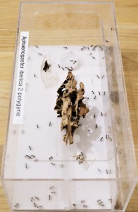 Colonie d'Aphaenogaster iberica n°2 (polygyne) - vue de côté, Mes colonies et expérimentations