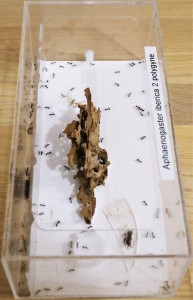 Colonie d'Aphaenogaster iberica n°2 (polygyne) - vue de côté, Mes colonies et expérimentations