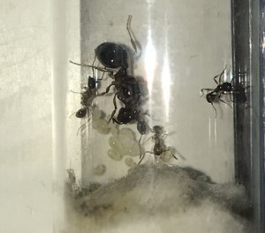 photo2, [Aphaenogaster subterranea] identification gynes prélevées en Ile de France