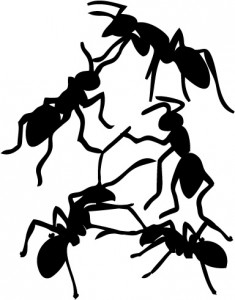 Hormigo : Fabrication nid BC - Étape 2a (plan), Projet : fourmilière + ADC en BC