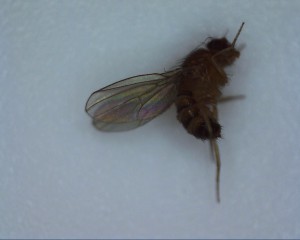 Aoutat1 (2mm), Microscope USB Crenova UM012C