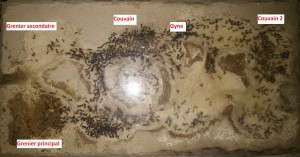 Fourmilière de Frona avant la Diapause, [Blog] Messor barbarus d'Orphé
