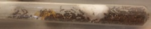 Fourmilière d'Esrola avant la diapause, [Blog] Messor barbarus d'Orphé