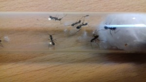 Voila - voila., [Blog] Les Camponotus dolendus de One_Xz.