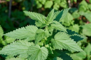 Orties, Plantes comestibles et non comestibles pour coupeuses de feuilles