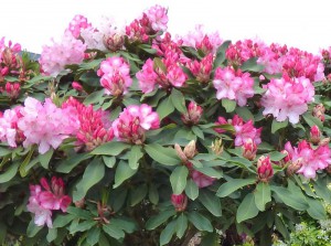 Rhododendrons, Plantes comestibles et non comestibles pour coupeuses de feuilles