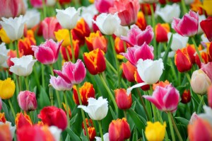 Tulipes, Plantes comestibles et non comestibles pour coupeuses de feuilles