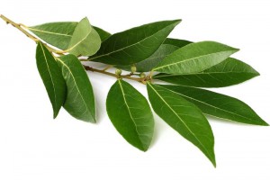 Laurier, Plantes comestibles et non comestibles pour coupeuses de feuilles