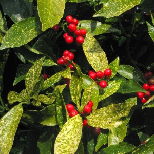 Aucuba, Plantes comestibles et non comestibles pour coupeuses de feuilles