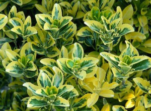 Fusain, Plantes comestibles et non comestibles pour coupeuses de feuilles