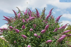 Arbre à papillons, Plantes comestibles et non comestibles pour coupeuses de feuilles