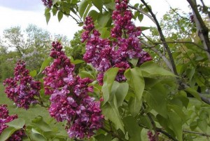 Lilas, Plantes comestibles et non comestibles pour coupeuses de feuilles