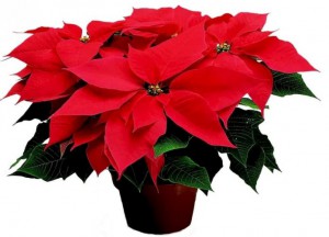 Etoile de Noël, Plantes comestibles et non comestibles pour coupeuses de feuilles