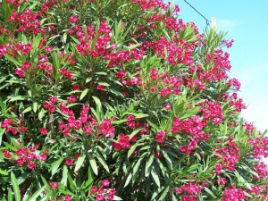 Laurier Rose, Plantes comestibles et non comestibles pour coupeuses de feuilles
