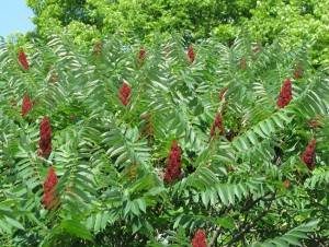 Sumac, Plantes comestibles et non comestibles pour coupeuses de feuilles