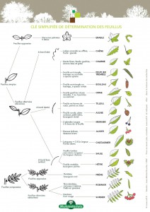 Feuilles caduques, Plantes comestibles et non comestibles pour coupeuses de feuilles