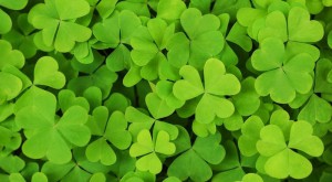 Trèfle, Plantes comestibles et non comestibles pour coupeuses de feuilles