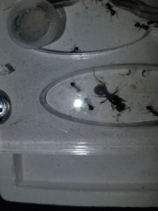 Photo 1, [Messor sp.] Identification fourmis