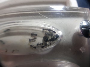 Photo 2 Macro, [Messor sp.] Identification fourmis