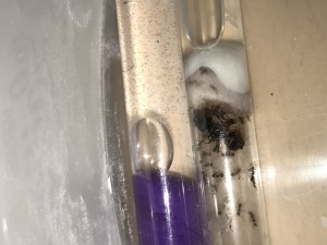 pheidole sinica, [Blog] Pheidole sinica
