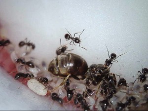 tite photo de famille, [Lasius sp. noire] Lasius sp. noir besoin de confirmation
