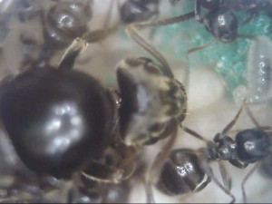 Les fameux gros poils., [Lasius sp. noire] Lasius sp. noir besoin de confirmation