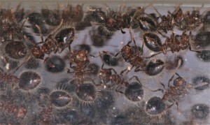 Meranoplus bicolore, La réserve de Ganzo_mizuki
