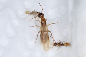 Trophallaxie avec sa maman, Mes colonies et expérimentations