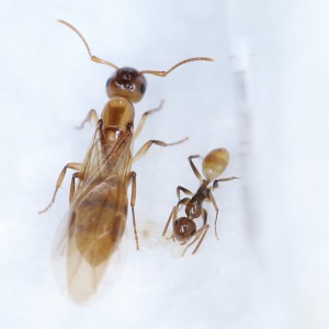 La maman avec la sœur ainée, Mes colonies et expérimentations