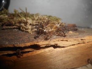 Grillon, Les terrariums d'Eloa