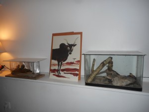 Terrariums C.scutellaris, C.nicobarensis, Les terrariums d'Eloa