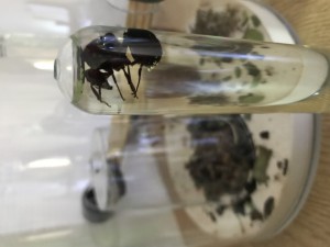 Atta + surprise à l'arrière, **Fin**[Blog] Nouvelles aventures avec les Atta sexdens