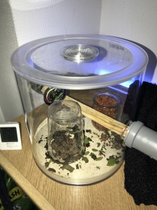 Module de fondation, [Blog] Les Acromyrmex octospinosus radioactives  ²³⁵U
