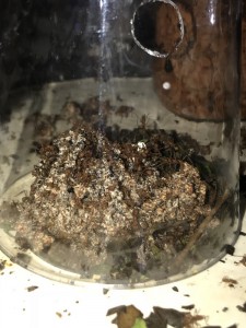 Vendredi 26/01, [Blog] Les Acromyrmex octospinosus radioactives  ²³⁵U
