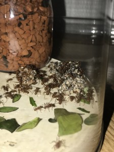 Fungus annexe 28/01, [Blog] Les Acromyrmex octospinosus radioactives  ²³⁵U